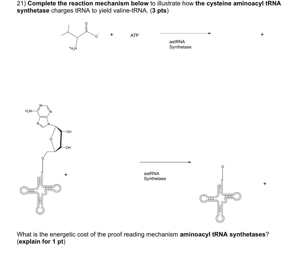 21 Complete The Reaction Mechanism Below To Illustrate How The Cysteine Aminoacyl Trna Synthetase Charges Trna To Yield 1