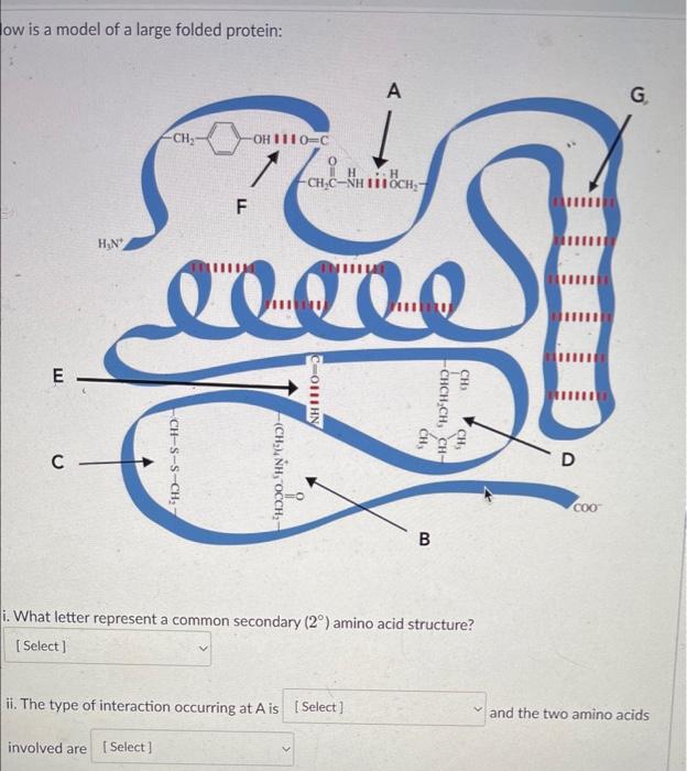 Ow Is A Model Of A Large Folded Protein Ch H N A H Ch C Nh 111och F Toco Oh 1110 C Ch C 0111hn Chch Ch Ch Ch Ch 1