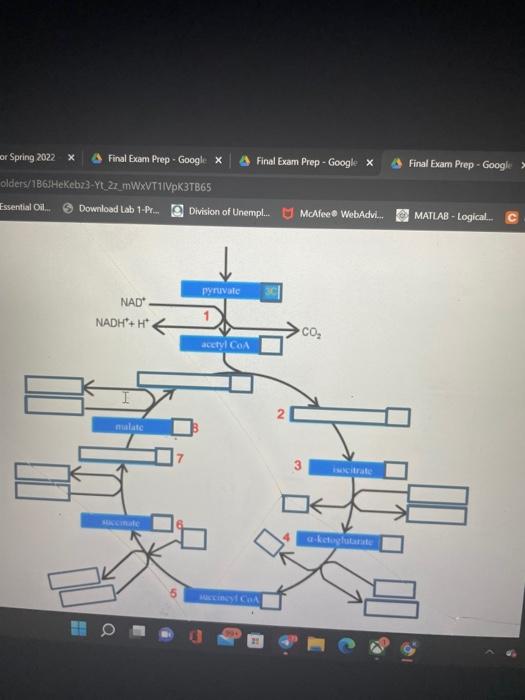 Or Spring 2022 X Final Exam Prep Google X Olders 1861hekebz3 Yt 2z Mwxvt1vpk3tb65 Essential Oil Download Lab 1 Pr 1