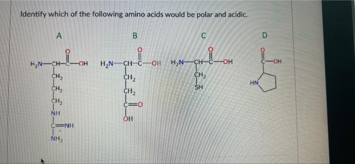 Identify Which Of The Following Amino Acids Would Be Polar And Acidic A B C D Ioh H N Ch Oh H N H N Ch Ch Ch Ch 1