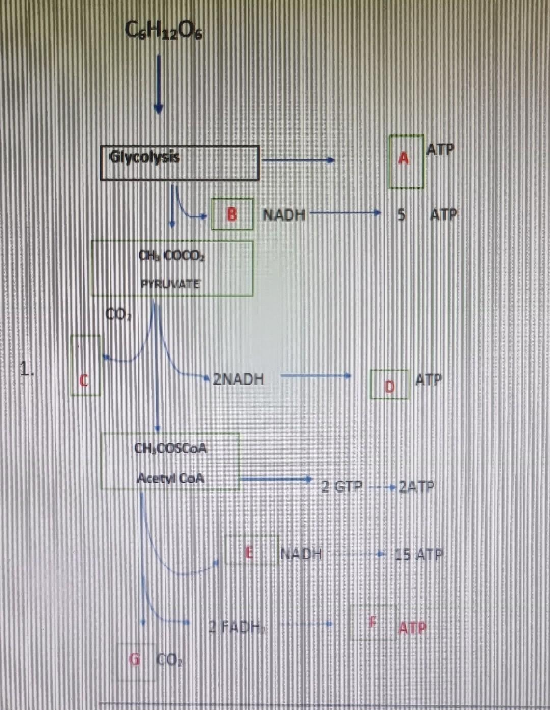 Csh12o6 Glycolysis Co Ch Coco Pyruvate Ch Coscoa Acetyl Coa G Co B Nadh 2nadh E Nadh 2 Fadh A Atp Atp Atp 2 Gtp 2 1
