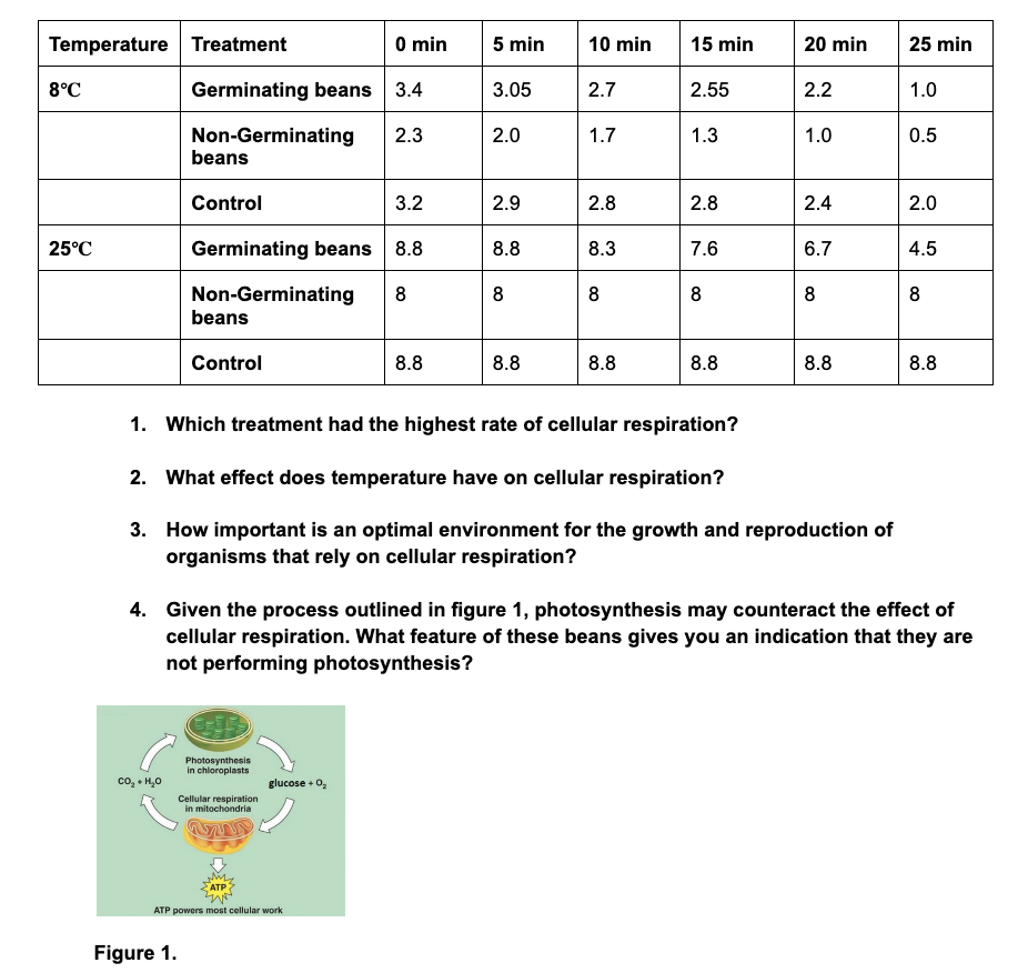 Temperature Treatment 0 Min 5 Min 10 Min 15 Min 20 Min 25 Min 8 C Germinating Beans 3 4 3 05 2 7 2 55 2 2 1 0 2 3 2 0 1 1