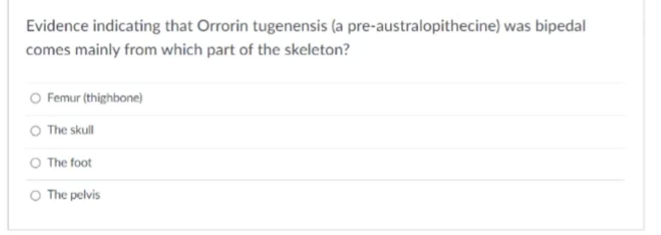 Evidence Indicating That Orrorin Tugenensis A Pre Australopithecine Was Bipedal Comes Mainly From Which Part Of The Sk 1