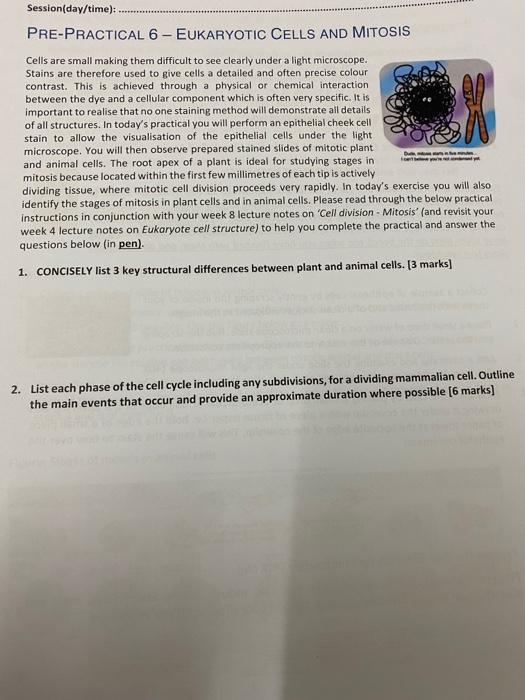 Session Day Time Pre Practical 6 Eukaryotic Cells And Mitosis Cells Are Small Making Them Difficult To See Clearly U 1