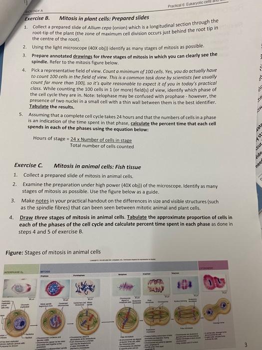 Session Day Time Pre Practical 6 Eukaryotic Cells And Mitosis Cells Are Small Making Them Difficult To See Clearly U 2