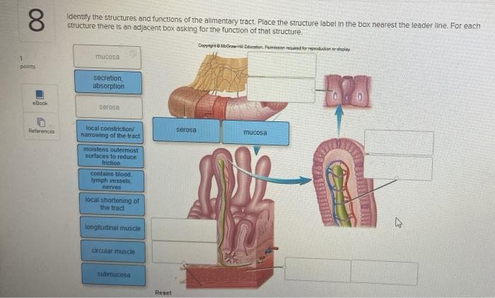00 8 Identify The Structures And Functions Of The Alimentary Tract Place The Structure Label In The Box Nearest The Lea 1