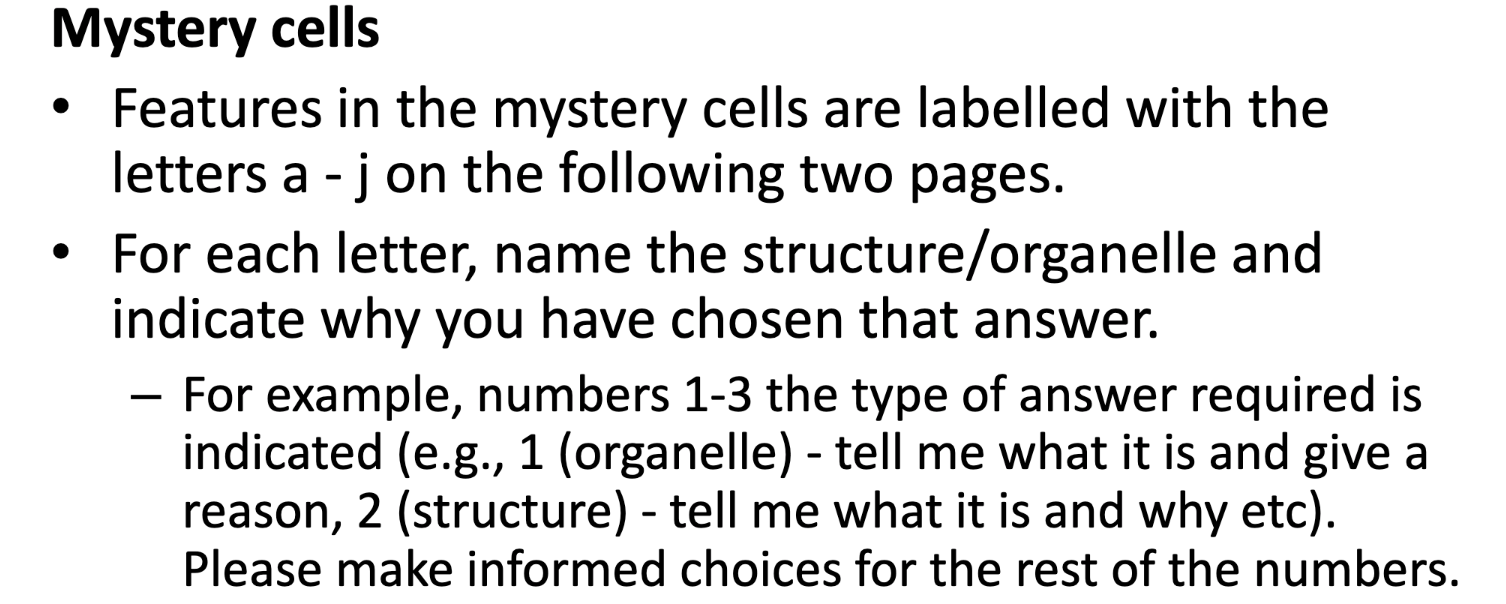 Mystery Cells Features In The Mystery Cells Are Labelled With The Letters A J On The Following Two Pages For Each Lett 1