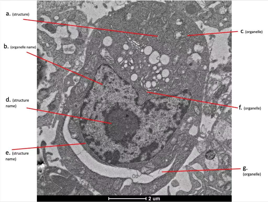 Mystery Cells Features In The Mystery Cells Are Labelled With The Letters A J On The Following Two Pages For Each Lett 2