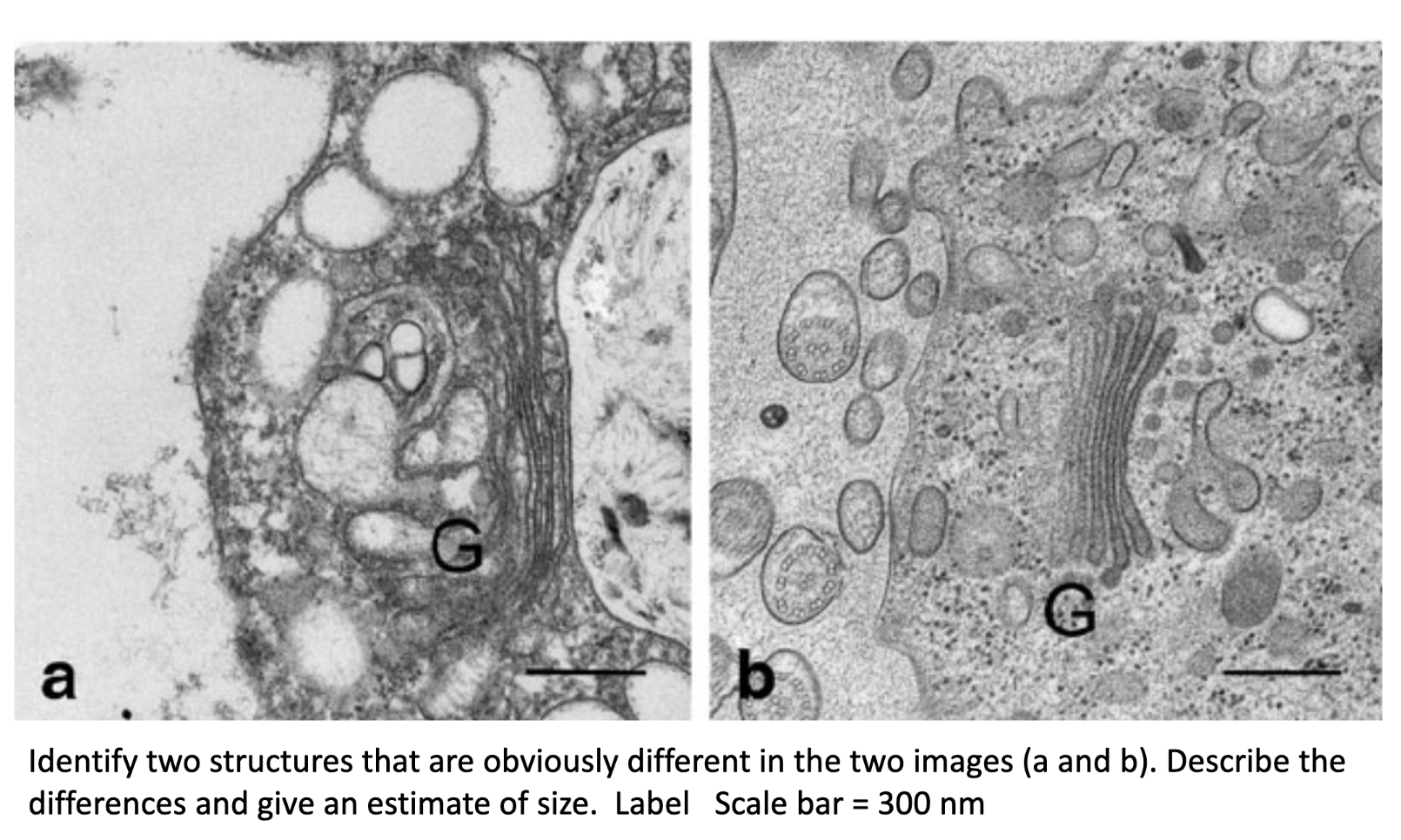 G G A B Identify Two Structures That Are Obviously Different In The Two Images A And B Describe The Differences And G 1