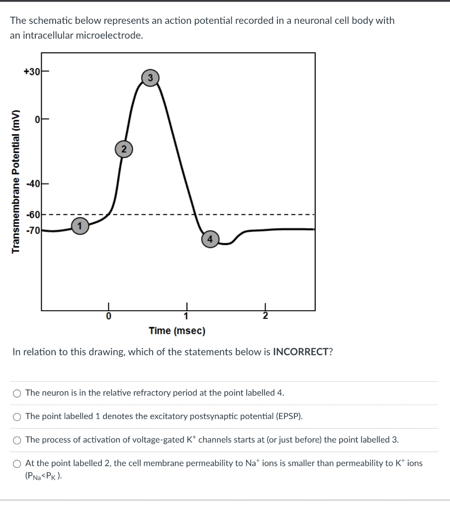 The Schematic Below Represents An Action Potential Recorded In A Neuronal Cell Body With An Intracellular Microelectrode 1