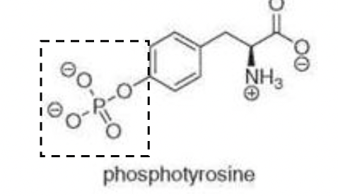 As Pictured In Figure 11 8 Rtk Panel 4 The Relay Proteins Are Binding To Phosphotyrosine Pictured Phosphate Group I 1