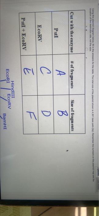 Points Using The Plasmid Gram Below Fill In The Answers For The Table The Total Size Of The Pasmd Shown 4 361 Me Pare 1