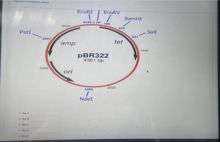 Points Using The Plasmid Gram Below Fill In The Answers For The Table The Total Size Of The Pasmd Shown 4 361 Me Pare 2