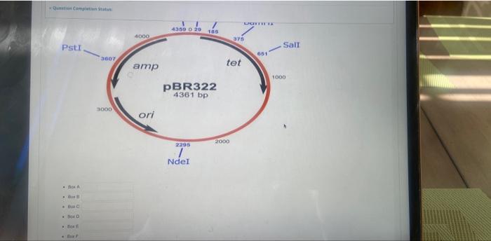 Points Using The Plasmid Gram Below Fill In The Answers For The Table The Total Size Of The Pasmd Shown 4 361 Me Pare 3