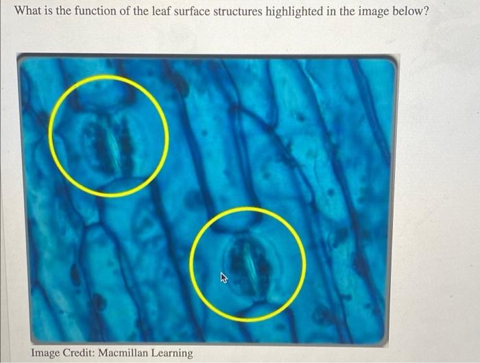 What Is The Function Of The Leaf Surface Structures Highlighted In The Image Below Image Credit Macmillan Learning N 1