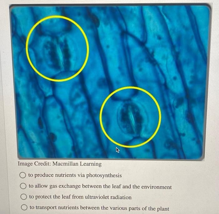 What Is The Function Of The Leaf Surface Structures Highlighted In The Image Below Image Credit Macmillan Learning N 2