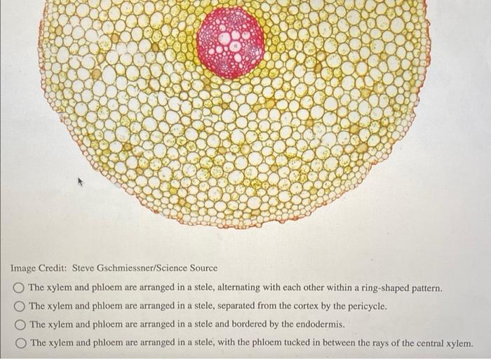 What Is The Function Of The Leaf Surface Structures Highlighted In The Image Below Image Credit Macmillan Learning N 4