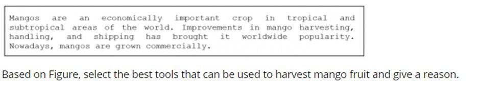Are An Mangos Economically Important Crop In Tropical And Subtropical Areas Of The World Improvements In Mango Harvesti 1