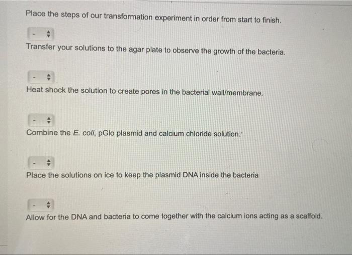 Place The Steps Of Our Transformation Experiment In Order From Start To Finish Transfer Your Solutions To The Agar Plat 1