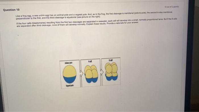 Question 10 Dout Of 2 Points Like A Frog Ego A Sea Urchin Egg Has An Animal Pole And A Vegetal Pole And As In The Fro 1