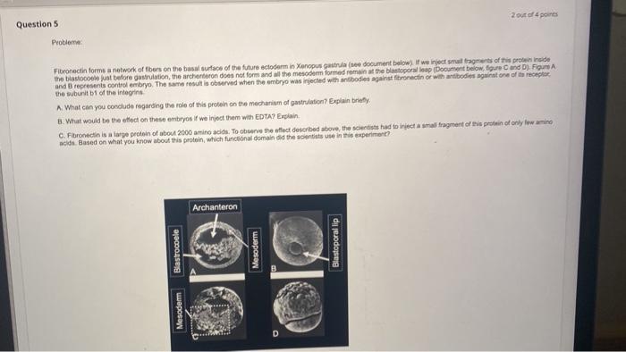 Zout Of 4 Points Questions Problema Fibronectin Forma A Network Of Fibers On The Basal Surface Of The Future Ectoderm In 1