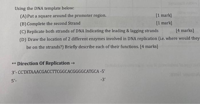 Using The Dna Template Below A Put A Square Around The Promoter Region 1 Mark B Complete The Second Strand 1 Ma 1