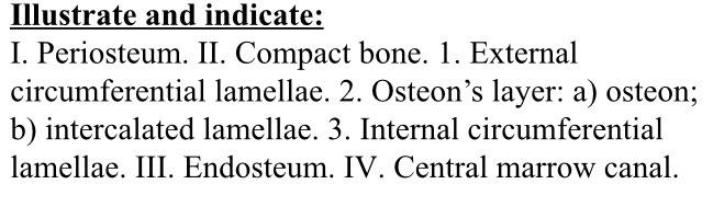 Illustrate And Indicate I Periosteum Ii Compact Bone 1 External Circumferential Lamellae 2 Osteon S Layer A Os 1