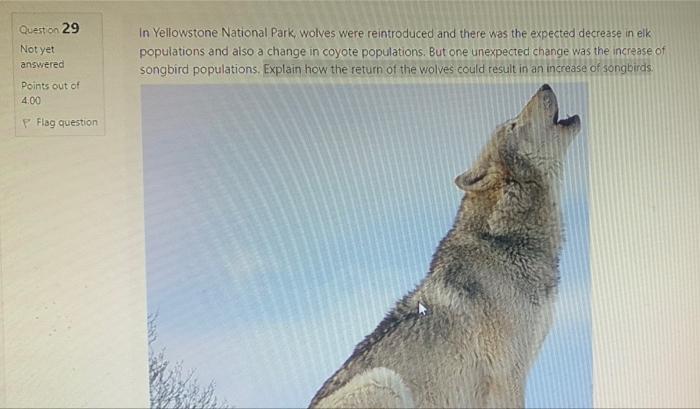 Question 29 Not Yet Answered In Yellowstone National Park Wolves Were Reintroduced And There Was The Expected Decrease 1