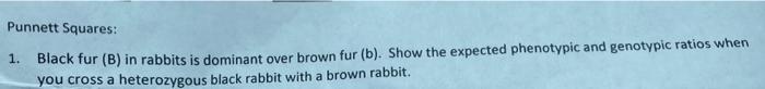 Punnett Squares 1 Black Fur B In Rabbits Is Dominant Over Brown Fur B Show The Expected Phenotypic And Genotypic 1