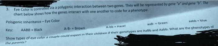 Punnett Squares 1 Black Fur B In Rabbits Is Dominant Over Brown Fur B Show The Expected Phenotypic And Genotypic 3