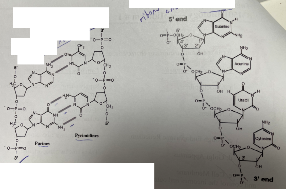 Ribonu 5 End Vh Guanino Nh2 0 P 0 5 0 P Och2 0 0 4 13 2 Ch O Nh2 O 0 Oh Nh Hn Oop Adenine Ch2 O O P 0 O Och2 0 O 1