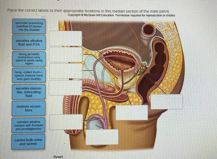 Place The Correct Labels To Their Appropriate Locations In This Median Section Of The Male Pelvis Copyright Mcgraw Hi 1