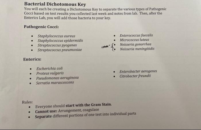 A Bacterial Dichotomous Key You Will Each Be Creating A Dichotomous Key To Separate The Various Types Of Pathogenic Cocc 1