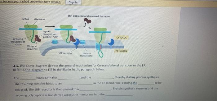 Because Your Cached Credentials Have Expired Sign In Srp Displaced And Released For Reuse Mrna Ribosome Signal Recognit 1