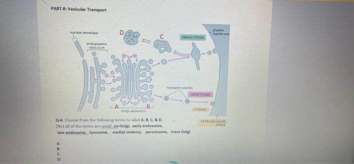 Part B Vesicular Transport Nuclear Envelope D Plasma Membrane Endocytosis Endoplasmi Reticum Trandorte Erokytoses B Cyt 1