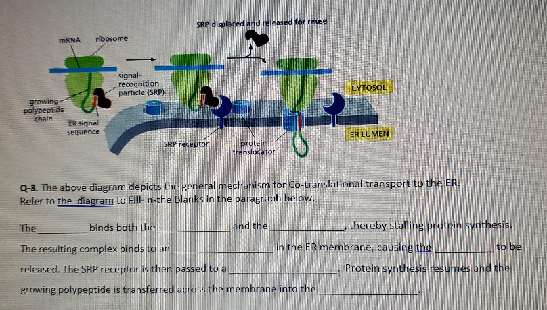 Srp Displaced And Released For Reuse Mrna Ribosome Signal Recognition Particle Srp Cytosol Growing Polypeptide Chain 1