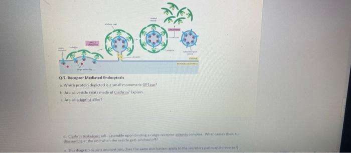 Q 7 Receptor Mediated Endocytosis A Which Protein Depicted Is A Small Monomeric Lase B Are Al Veuce Costs Made Of 1
