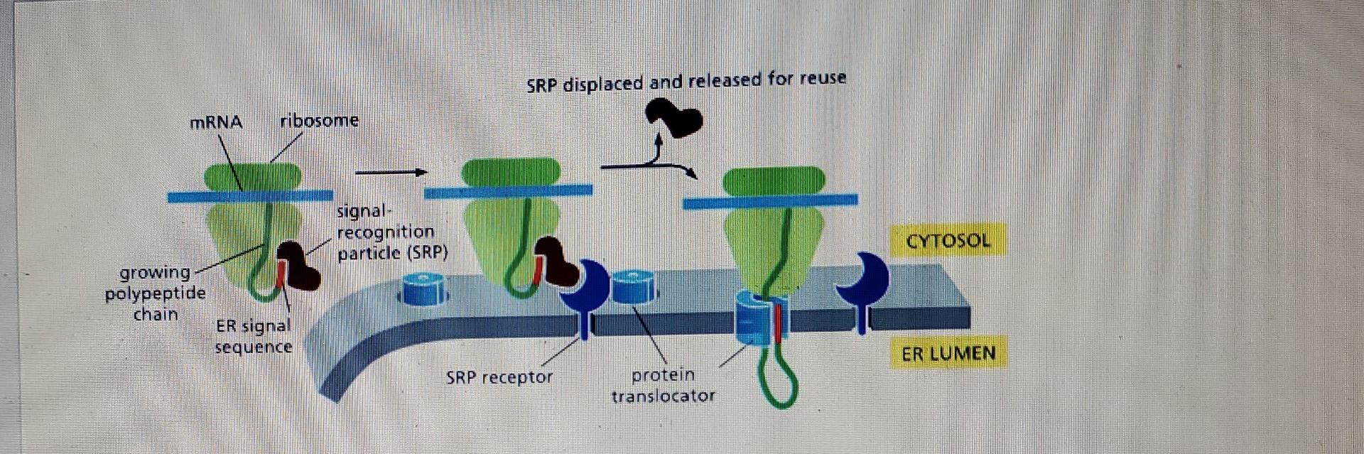 Srp Displaced And Released For Reuse Mrna Ribosome Signal Recognition Particle Srp Cytosol Growing Polypeptide Chain 2