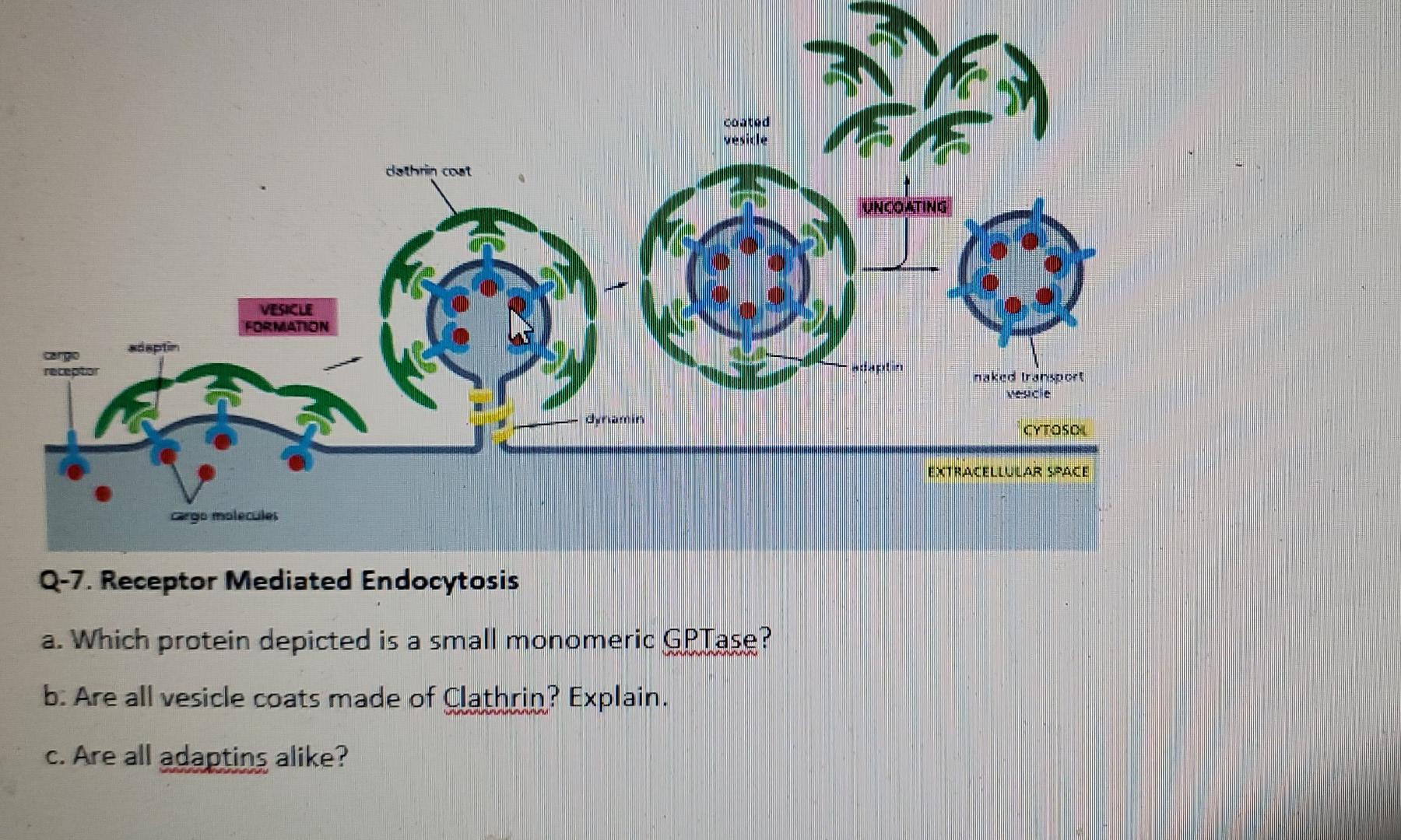 Coated Venit Dathrin Coat Vncol Tingi Vesicle Formation Hulin Naked Transport Nesche Dan Cytosol Extracellular Space Geg 1