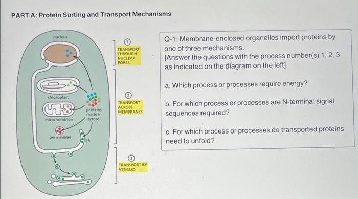 Part A Protein Sorting And Transport Mechanisms Nucleus Transport Through Nuclear Pores Q 1 Membrane Enclosed Organell 1