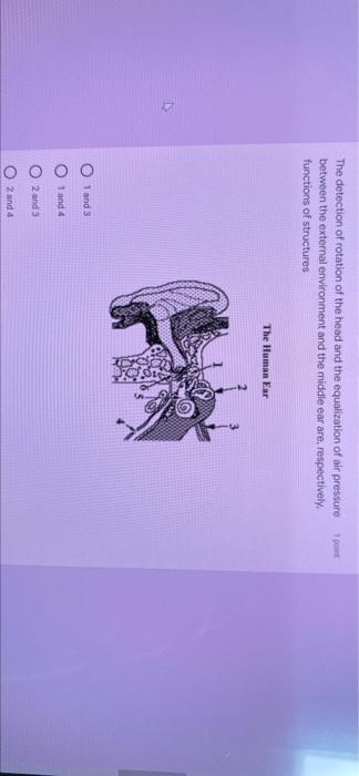 1 Point The Detection Of Rotation Of The Head And The Equalization Of Air Pressure Between The External Environment And 1