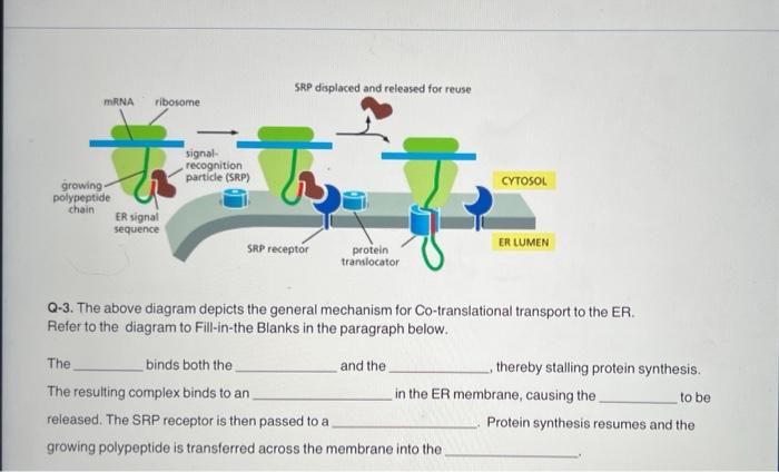 Srp Displaced And Released For Reuse Mrna Ribosome Signal Recognition Particle Srp To Cytosol Growing Polypeptide Chai 1