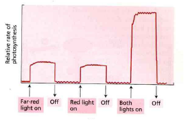 2 The Figure Below Represents The Enhancement Effect Of Photosynthesis Describe How Positive Rates Of Photosynthesis 1