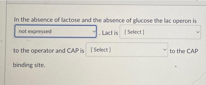 In The Absence Of Lactose And The Absence Of Glucose The Lac Operon Is Not Expressed Lacl Is Select V To The Operator 1