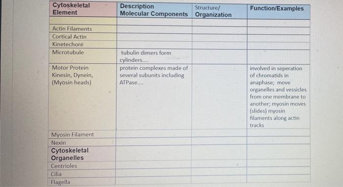 Cytoskeletal Element Description Structure Molecular Components Organization Function Examples Actin Filaments Cortical 1