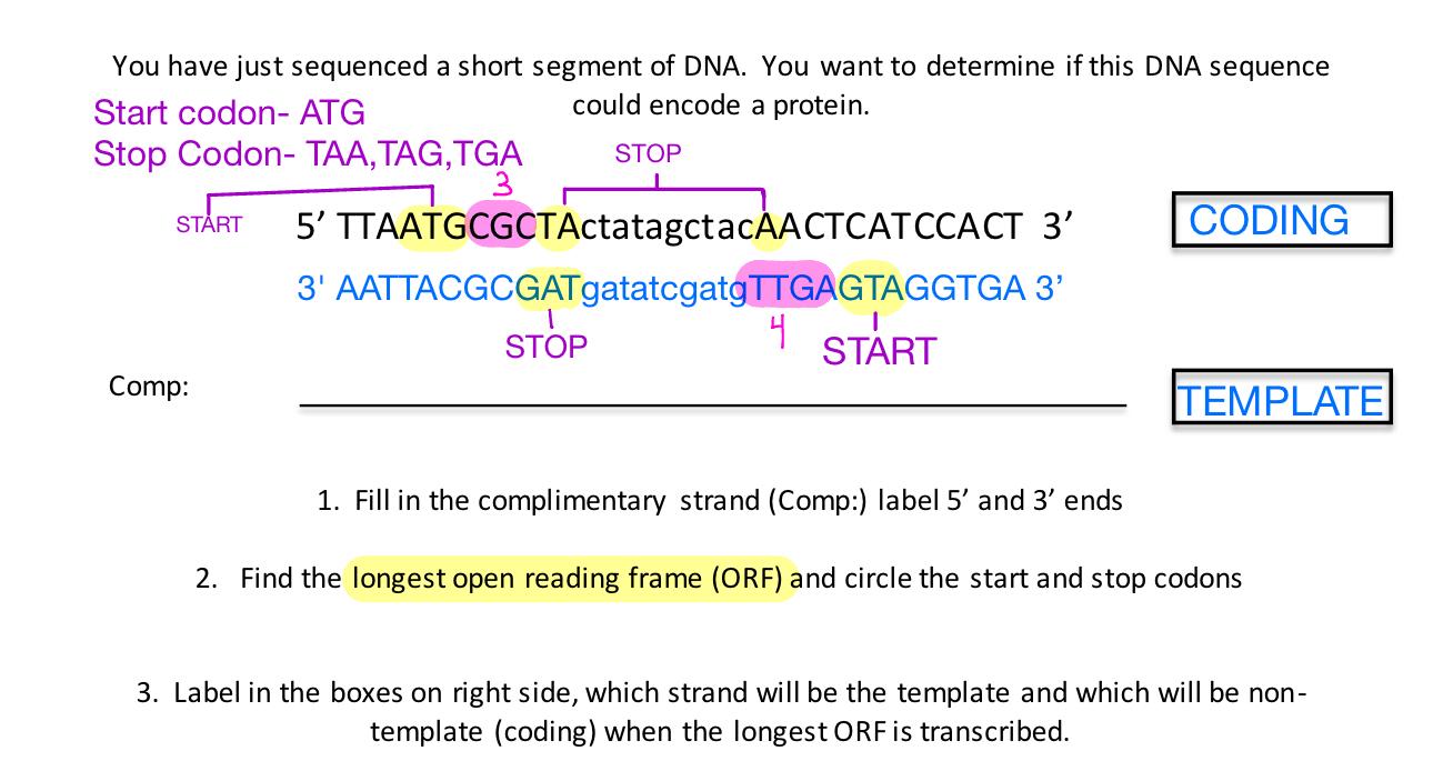 You Have Just Sequenced A Short Segment Of Dna You Want To Determine If This Dna Sequence Could Encode A Protein 5 Tt 2
