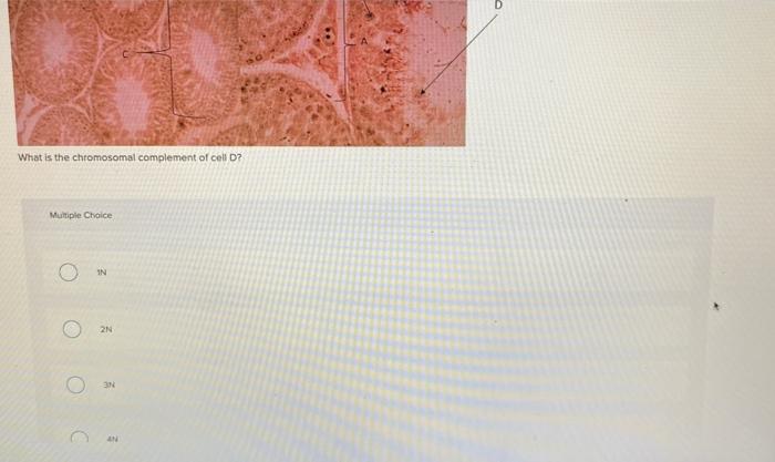 What Is The Chromosomal Complement Of Cell D Multiple Choice In 2n O 3n In 1