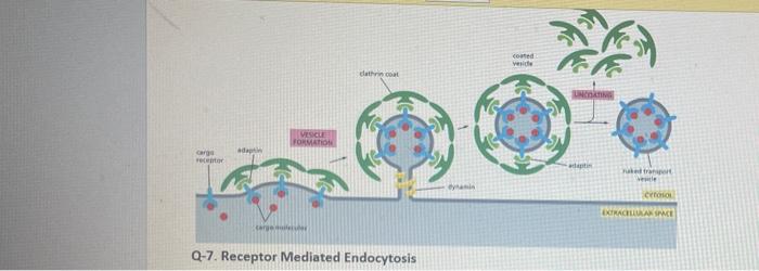 Coured Venit Cata Vescu Formation Adapun Ang Recent Co Extracellulance Care Q 7 Receptor Mediated Endocytosis D Clat 1
