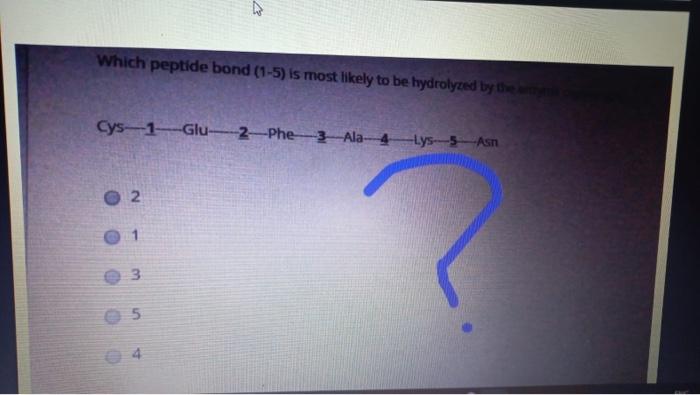 Question 16 Which Of The Following Is Not A Substrate For Puconeomes Glycerol Acetyl Coa O Lactate Alanine 0314 Wa0006 4