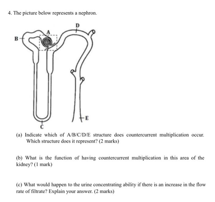 4 The Picture Below Represents A Nephron D B E A Indicate Which Of A B C D E Structure Does Countercurrent Multiplic 1